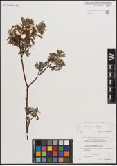 Foto von Salix eleagnos Scop.